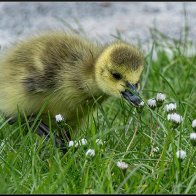 Early gosling 12 halved..jpg