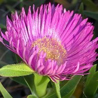 Carpobrotus Acinaciformis res.jpg