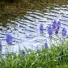 Grape Hyacinths Along The Creek