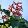 Red Horse-chestnut Blossoms