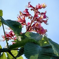 Red Horse-chestnut Blossoms res.jpg