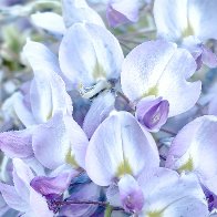 Wistaria Flowers.jpg