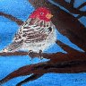 Male House Finch