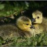 gosling siblings 2.