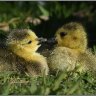 Gosling siblings.