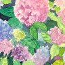 Hydrangeas
