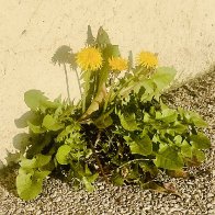 IMG_4459.jpeg
