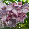 Blossoms 