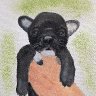 French Bulldog Pup