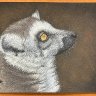 Lemur 