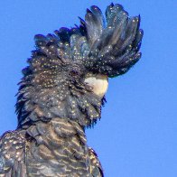 Red-tailed_BC_30-2.jpg