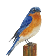 bluebird rbg.png