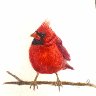 Fredbird the redbird 