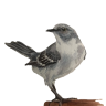 mockingbird mine rbg