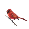 my cardinal rbg
