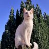 Lookout post