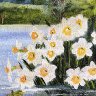 Daffodil Lake