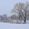 Snow in Danehy Park
