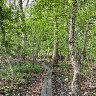 Spring Green at Roslindale Urban Wetland