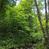 Coolidge State Forest, Vermont