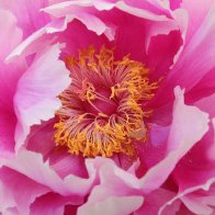 Japanese Tree peony 2.jpg