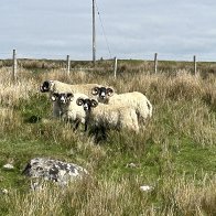 IMG_3281.jpeg