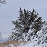 Snowy cedar branches