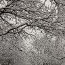 Snowy Branches
