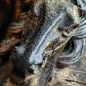Horse Head