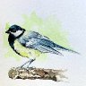 Great Tit Watercolour