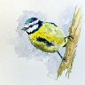 Blue Tit Watercolour