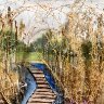 River Grasses