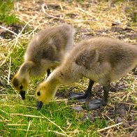 Goslings PMPsz0906.JPG
