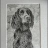 Bertie - Working Cocker