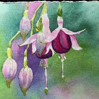 fuschia.j[eg.jpg