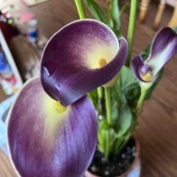 IMG_1713.jpeg