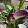 Calla Lillies 