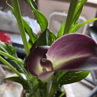 IMG_1693.jpeg