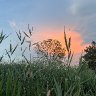 A Bug's Sunset