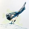 Magpie