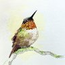 Hummingbird