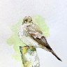 Mocking Bird