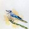 Jay