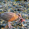 Shore Bird