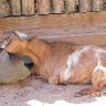 Sleepy goat