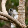 Male Barred Antshrike 