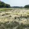 Rough Meadows Saltmarsh