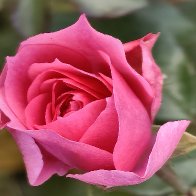 Another Beautiful Rose.jpg