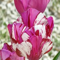 Tulipa Zurel res.JPG