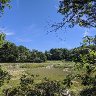 Saltmarsh Framed by Trees